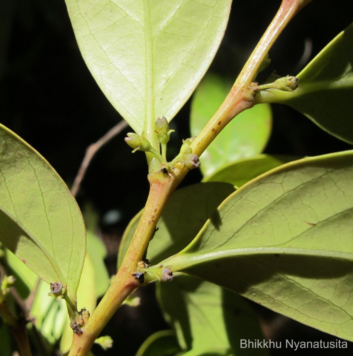 Glochidion stellatum (Retz.) Bedd. Retz.